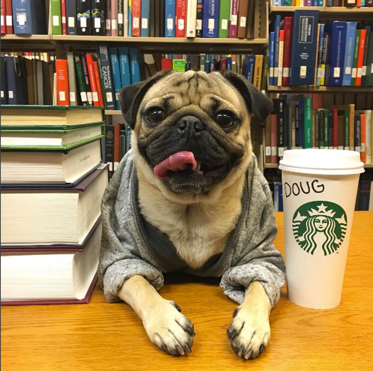 Finals Week As Told By Doug The Pug