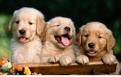 Puppies Cute GIFs