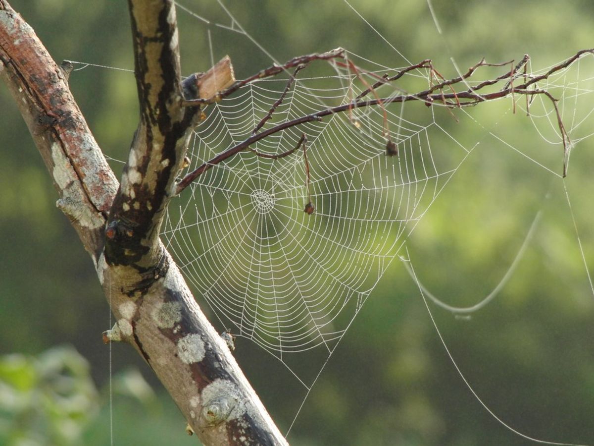 The Top 10 Things I Would Do If I Found a Spider In My Bed