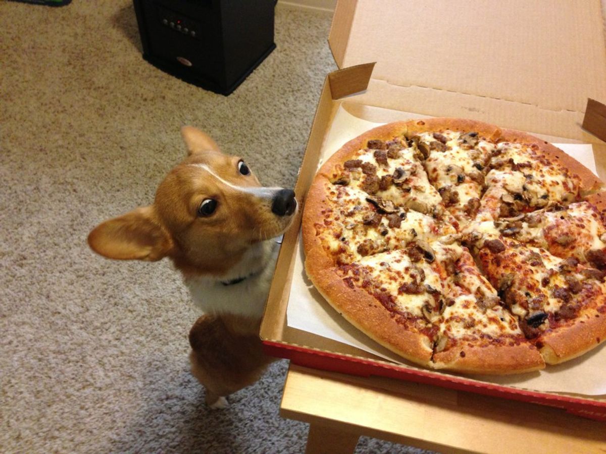 The Stages Of Ordering Pizza As Told By Corgis