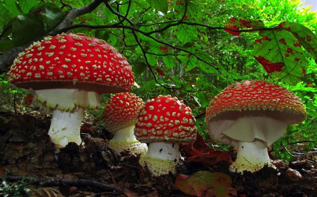 Digging Out Mushroom Knowledge