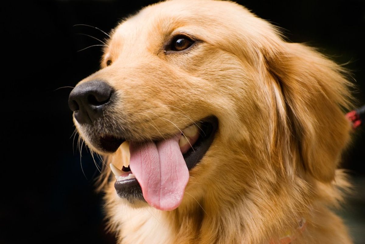 How Growing Up With A Golden Retriever And An Atheist Agenda Has Impacted Me