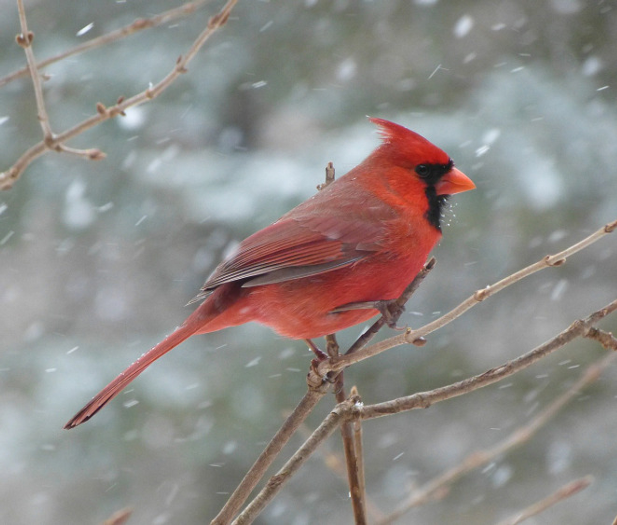 The 'Cardinal Experience'