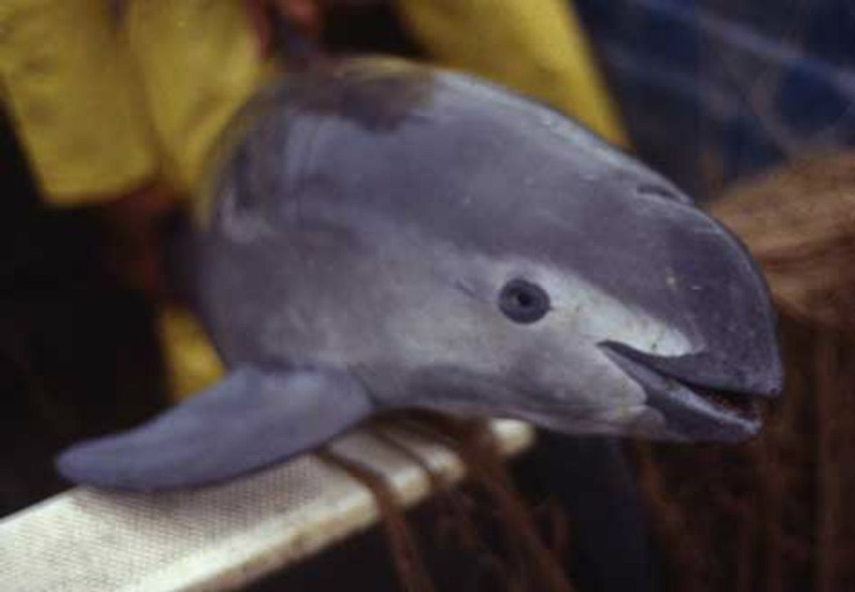 Endangered Species Spotlight: The Vaquita Porpoise's Last Stand