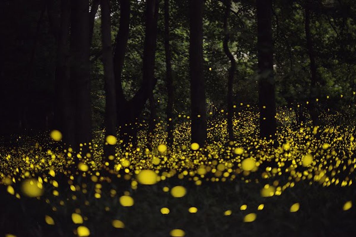 Where Have All The Fireflies Gone?