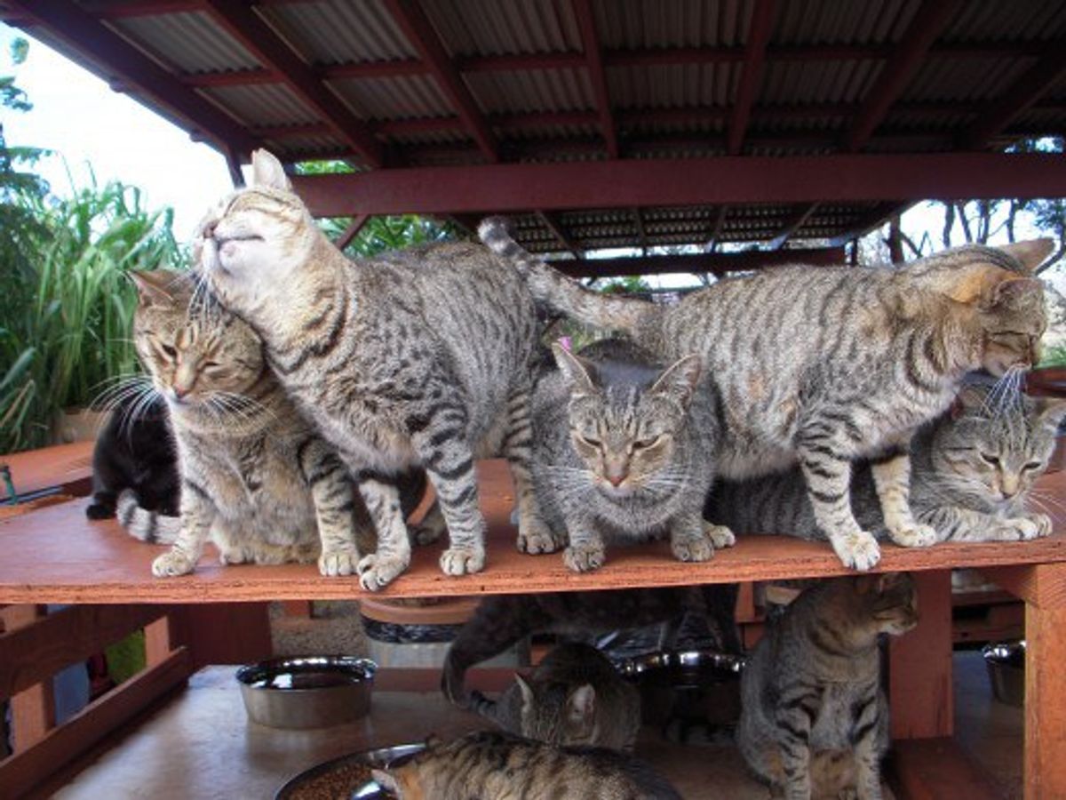 Lanai Cat Sanctuary: For The Tourists And The Cats