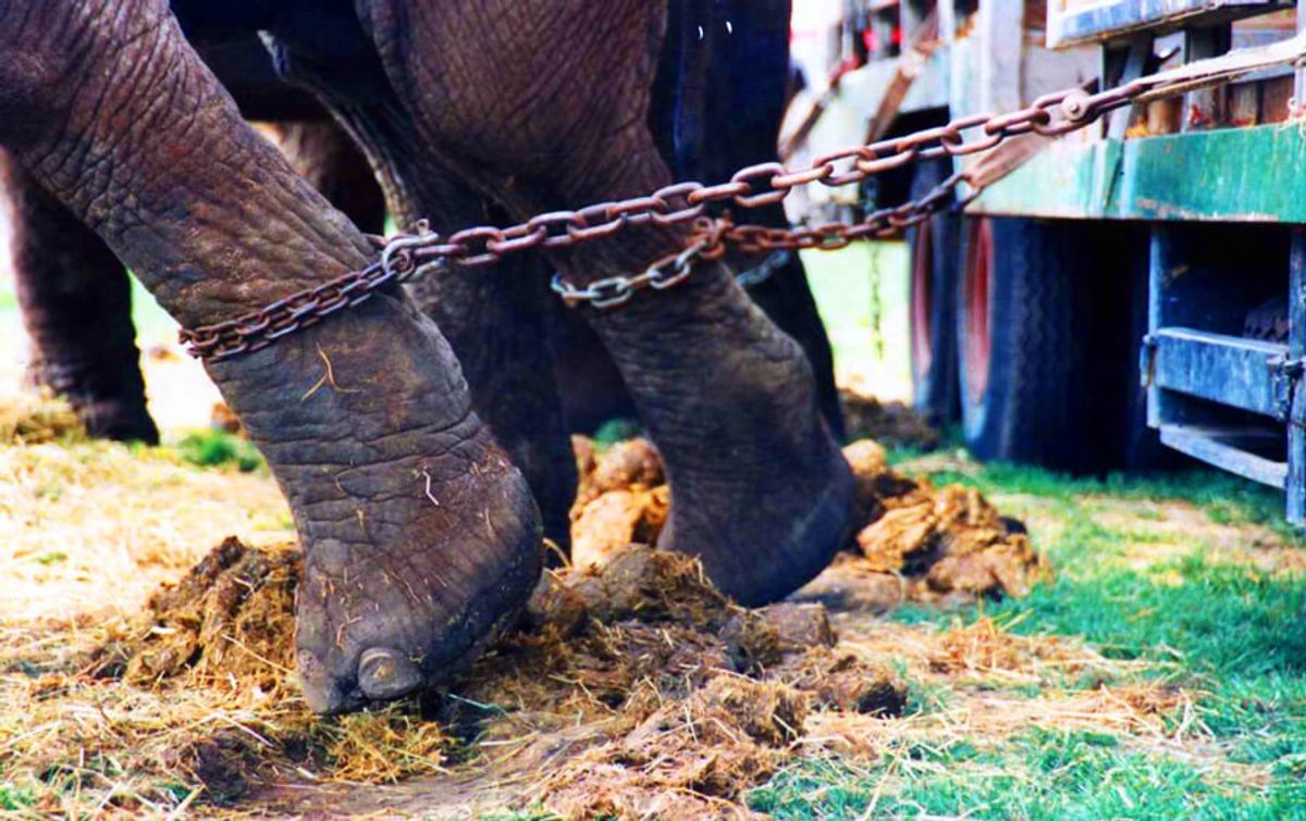 Acrobats Over Elephants