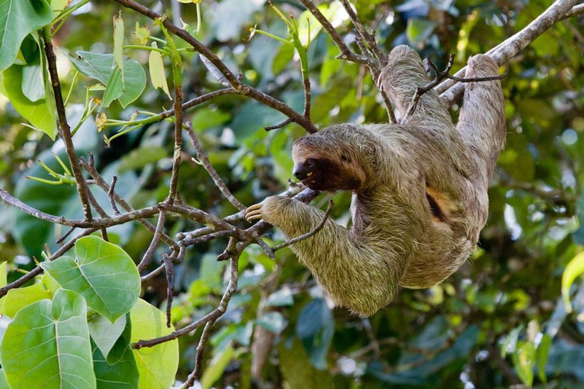 Let's Stop Pretending Sloths Are Cute