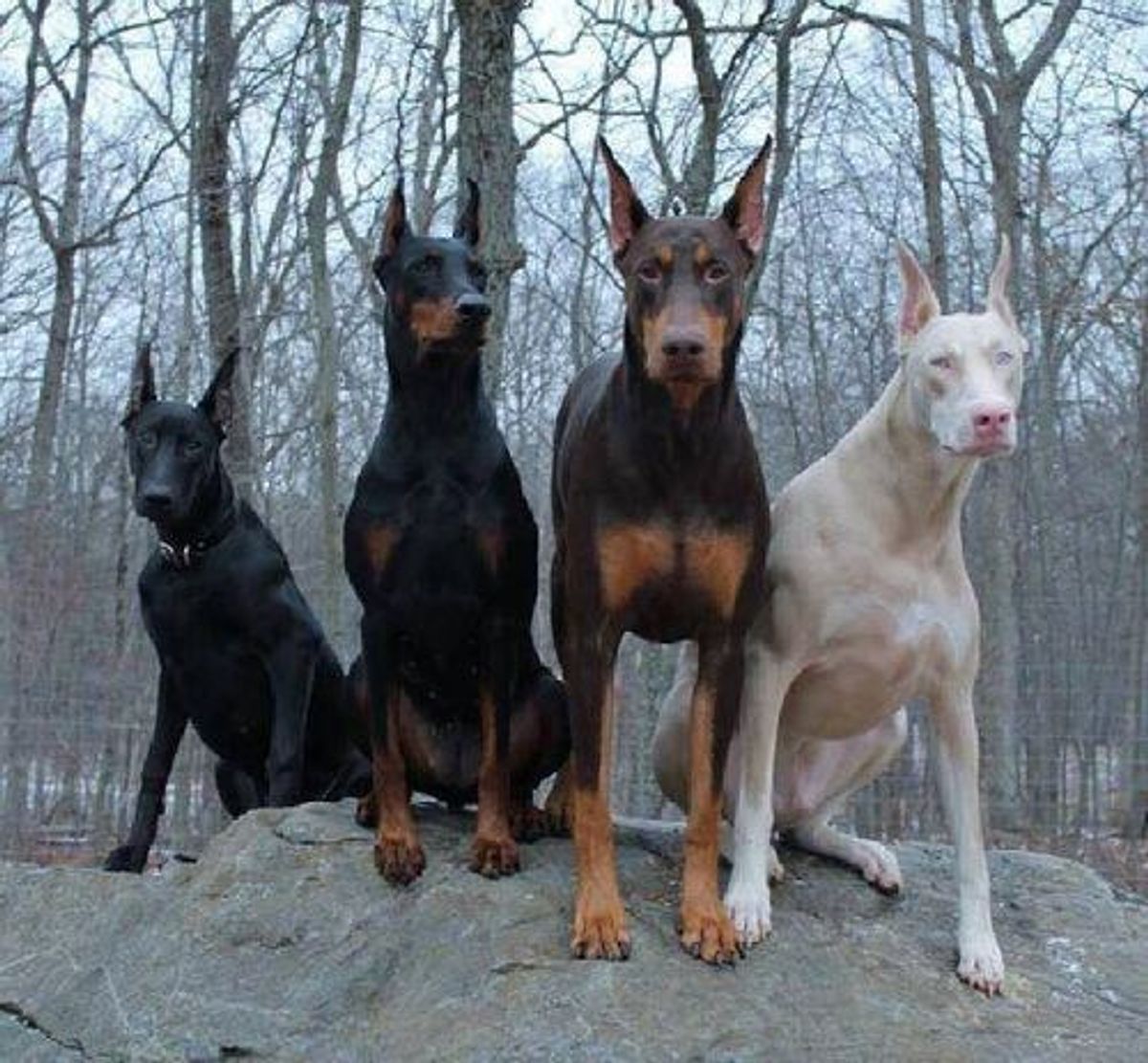 Debunking The Myths About Dobermans