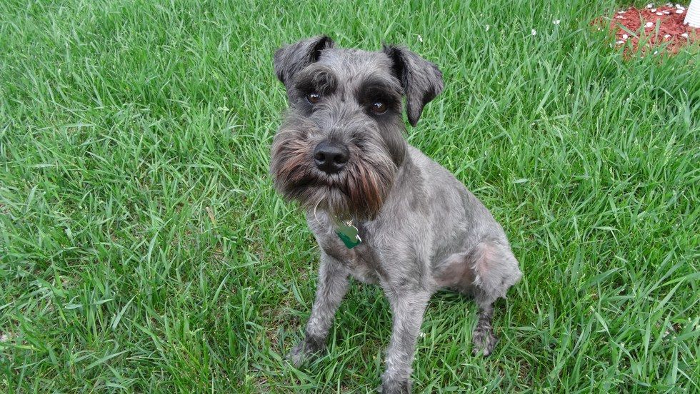 Kidson standard hot sale schnauzers