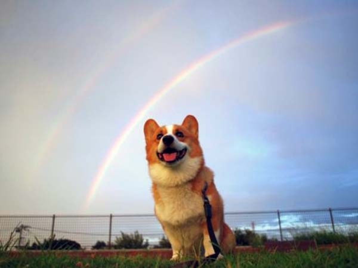 5 Reasons Why Corgis Are The Best