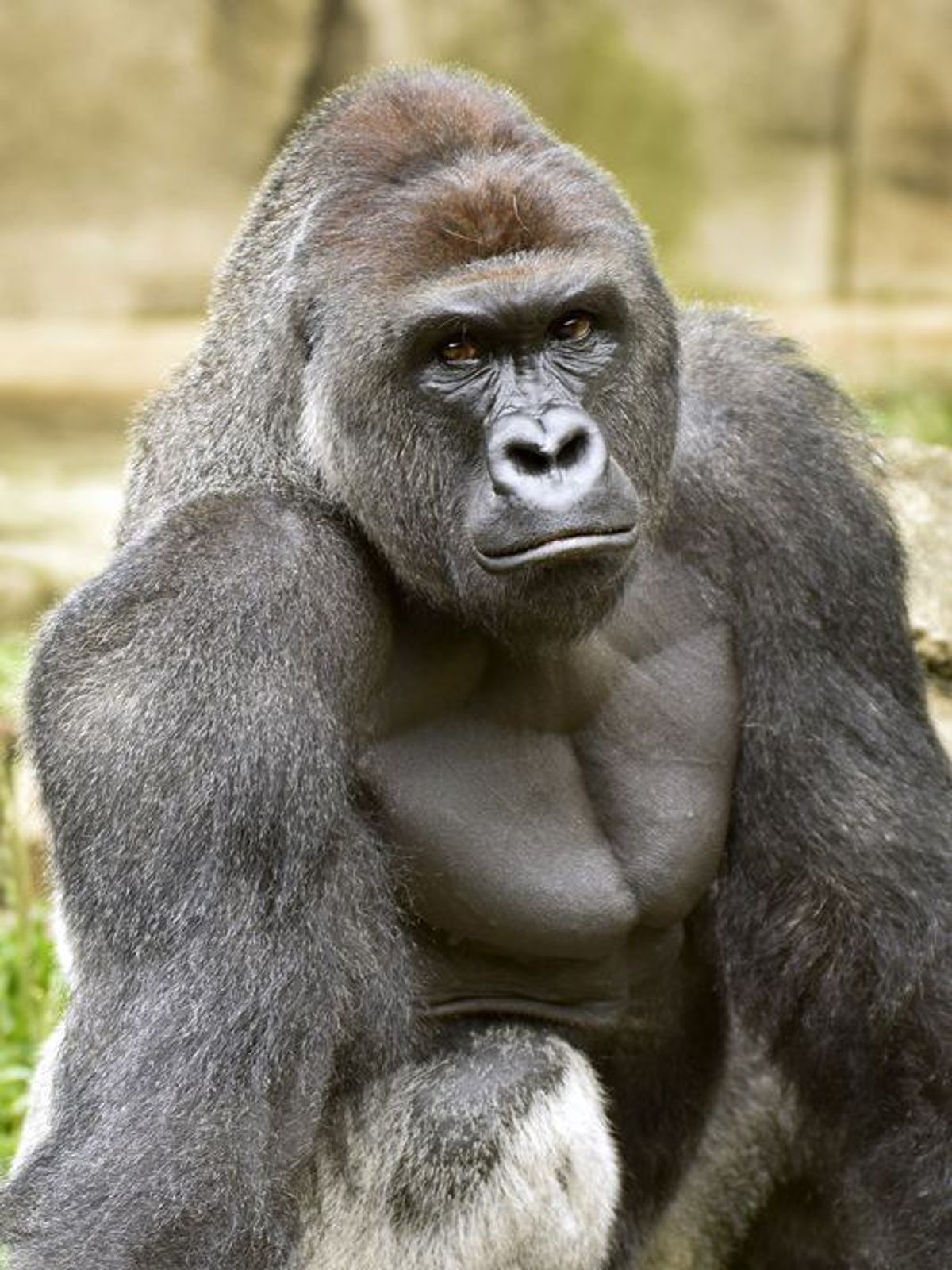 One Gorilla