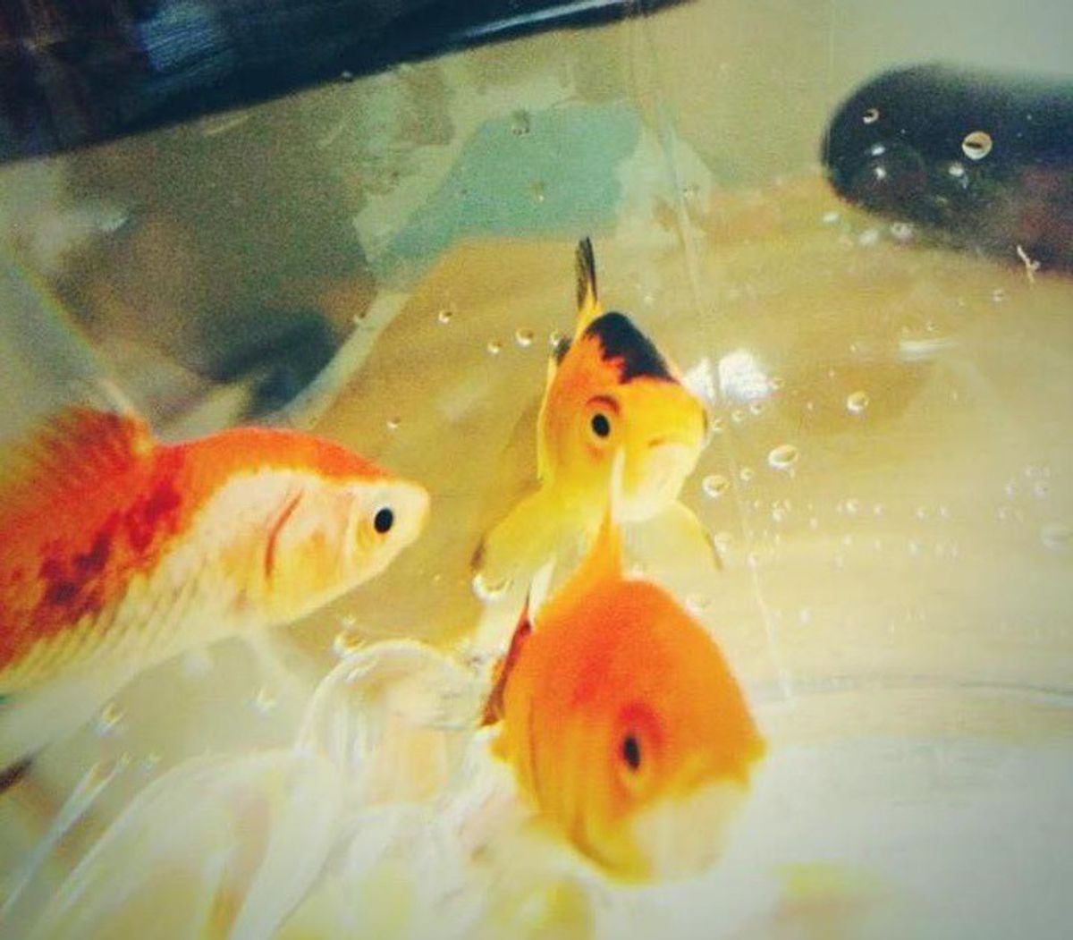 7 Life Lessons My Fish Taught Me