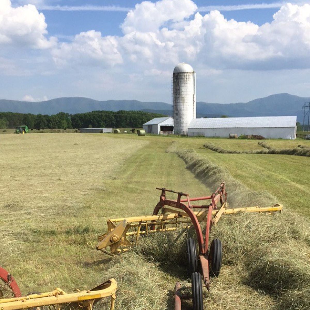 Hayfields in Heaven