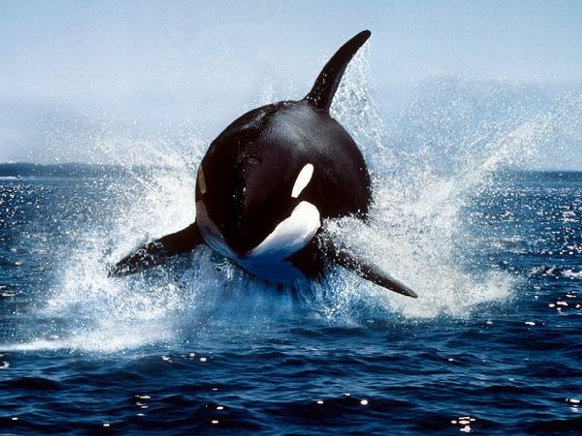 5 Reasons Why SeaWorld Should Release Their Captive Orcas Back Into The Wild.