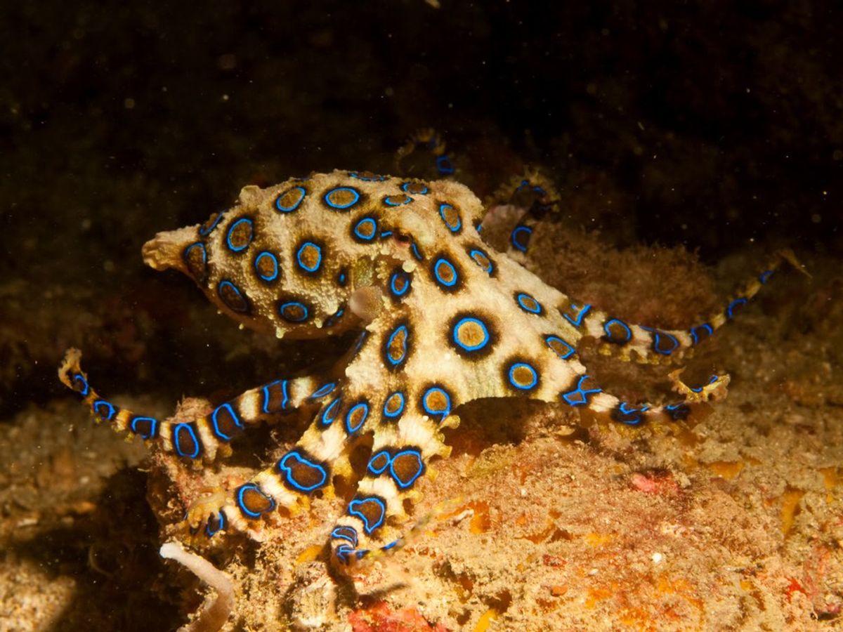 8 Coolest Octopods In The Oceans