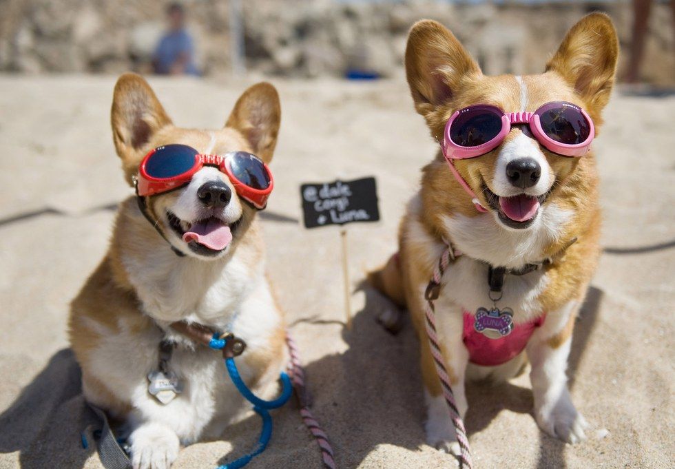 Corgi essentials hot sale