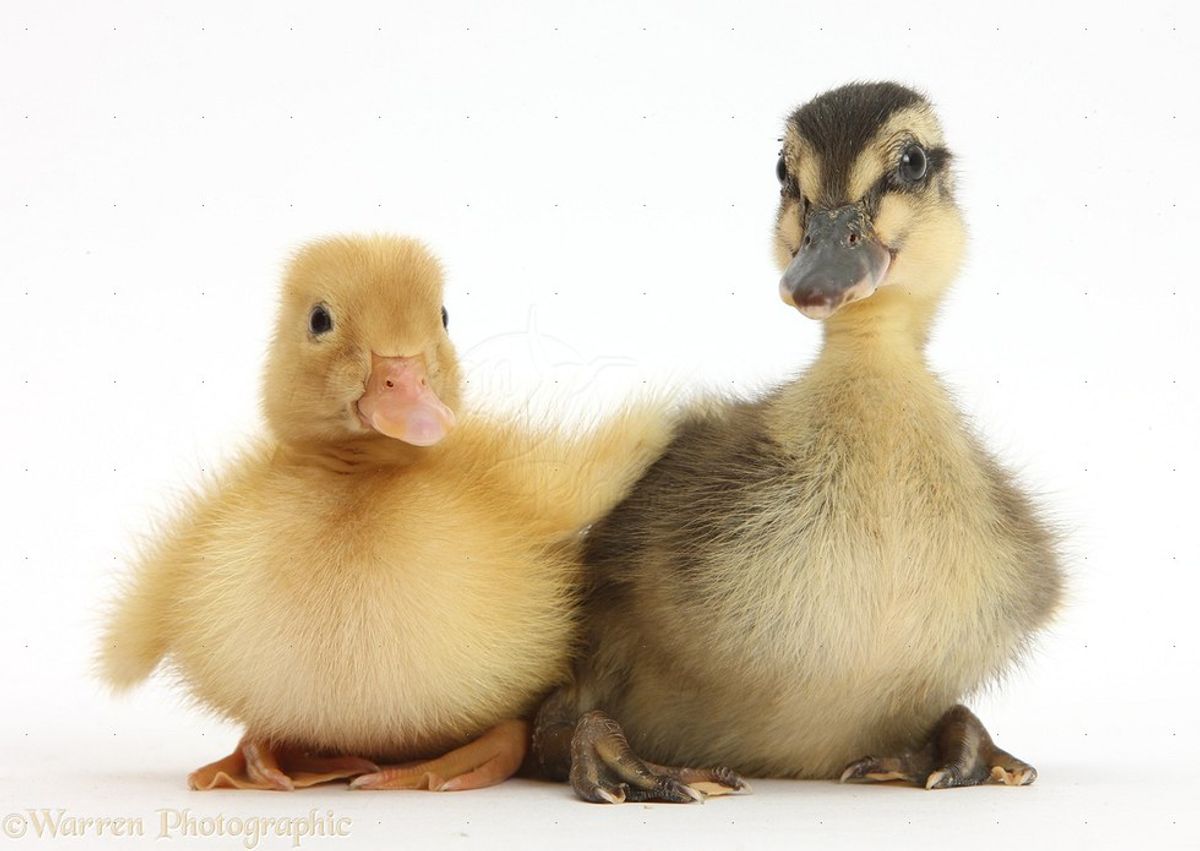 Why Pet Ducks Rule