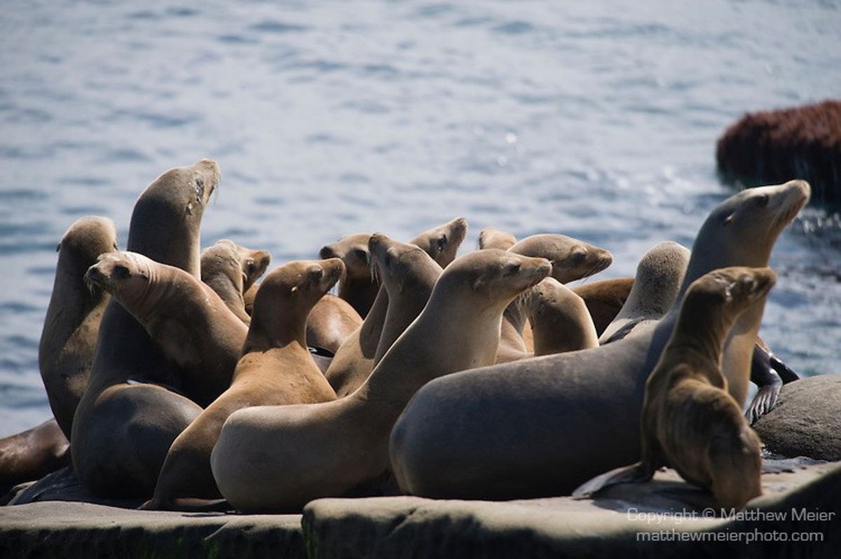 Sea Lions: It's Their World Too