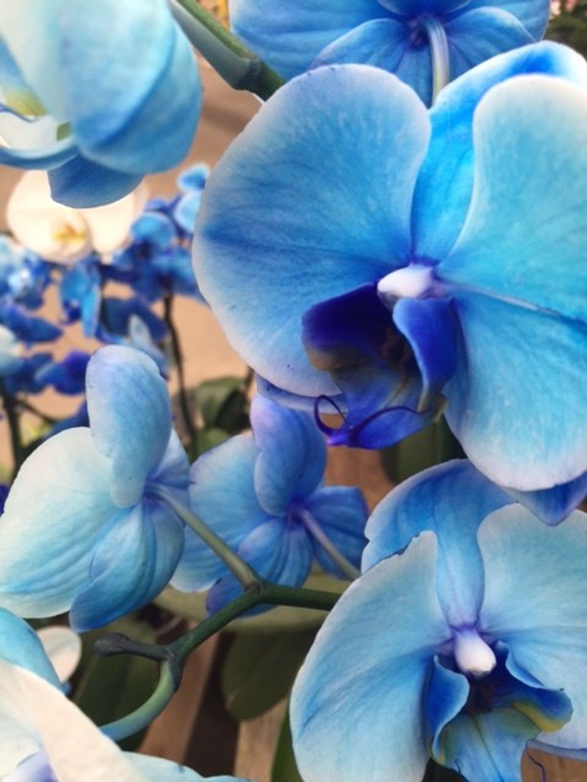 The Beauty Of Blue Orchids.