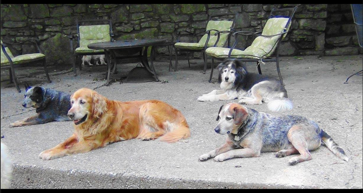 Why Old Friends Senior Dog Sanctuary Is Worth The Like