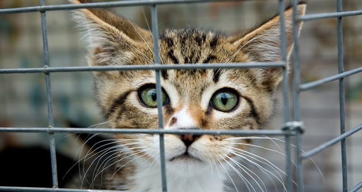 3 Reasons You Should Volunteer At An Animal Shelter