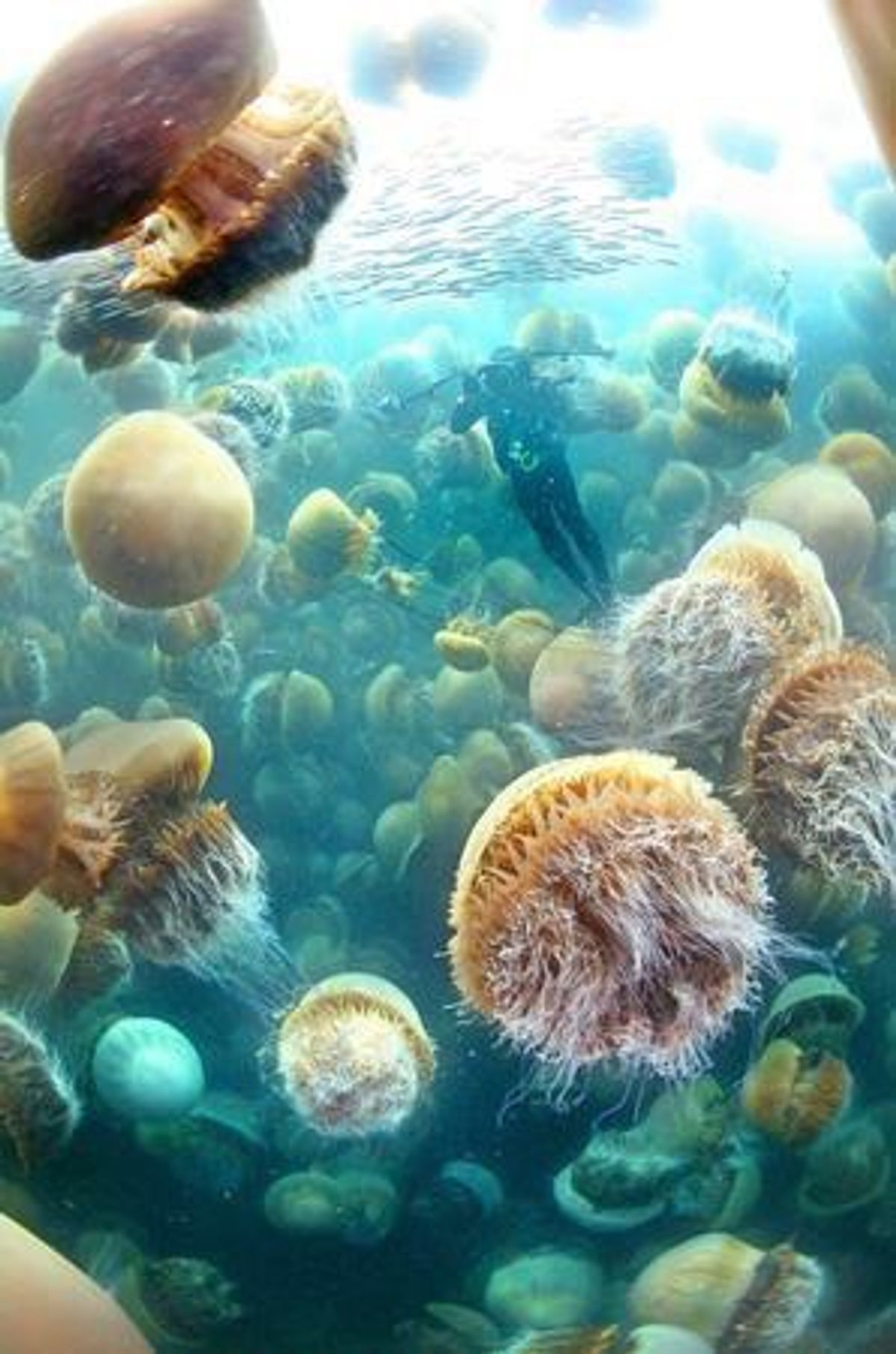Jellyfish: The Real Nightmare of the Oceans