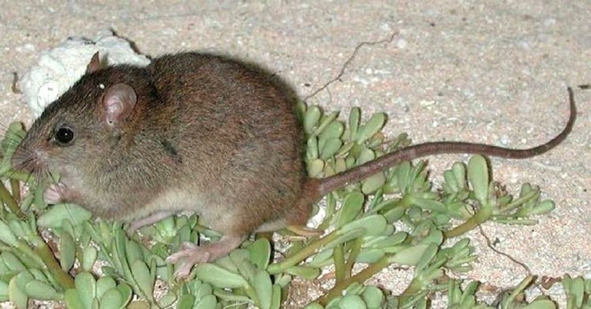 Extinction Of Australian Mammal Blamed On Climate Change