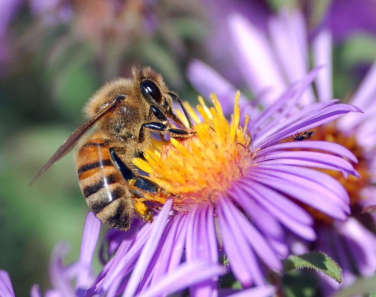 Bee Aware: The Death Of The Honey Bee