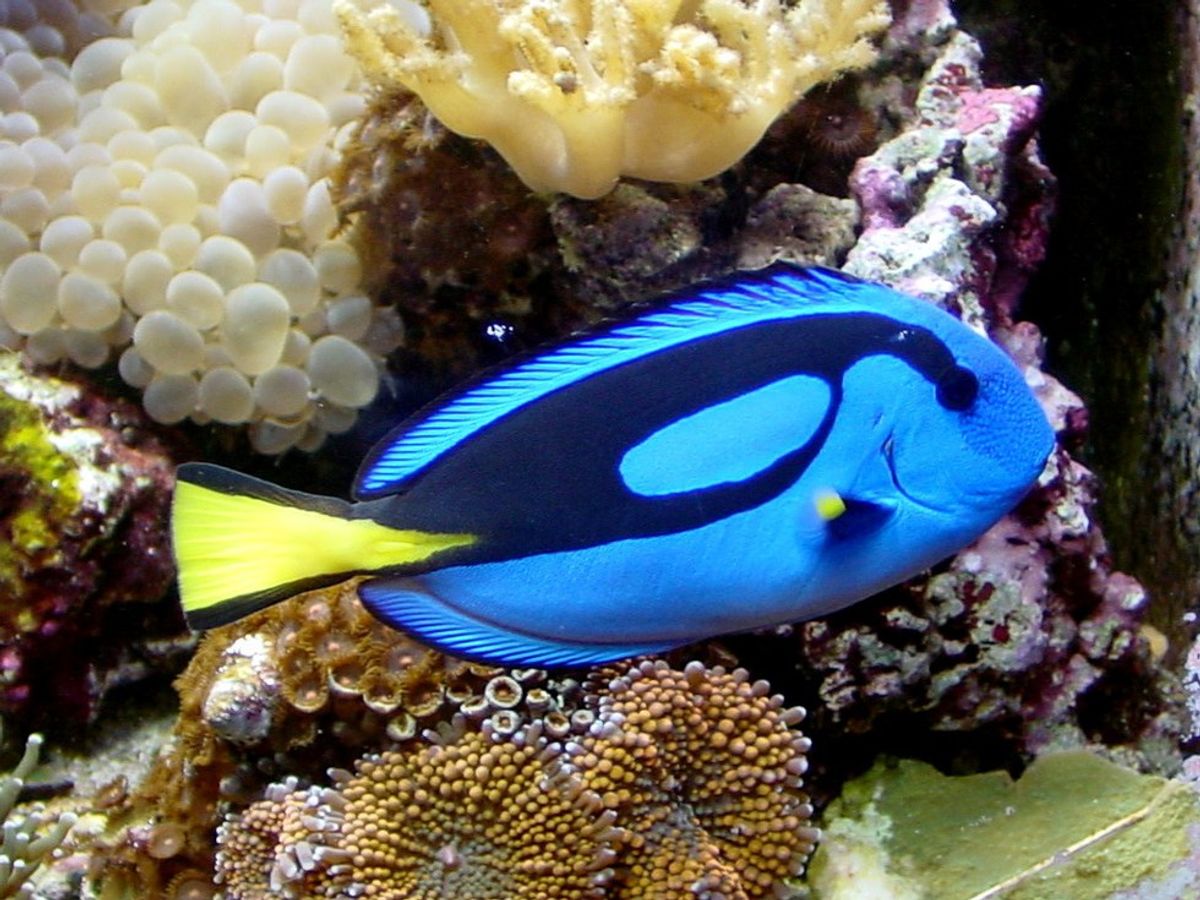 Save The Blue Tang