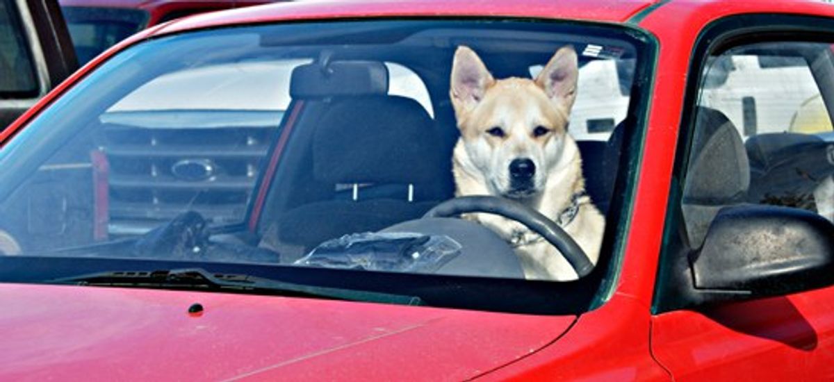 Your Pup Doesn't Need To Run Errands With You