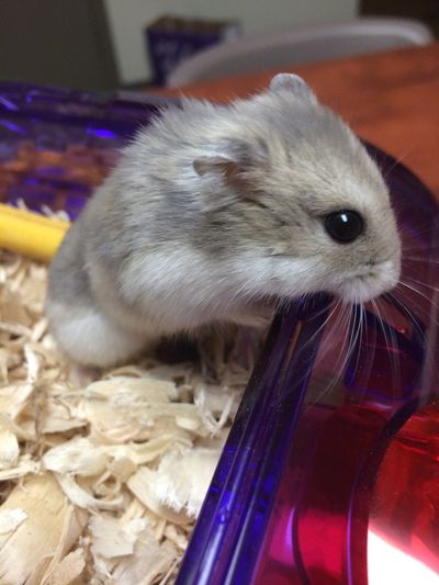 Reasons You Shouldn't Get a Pet Hamster – denim33