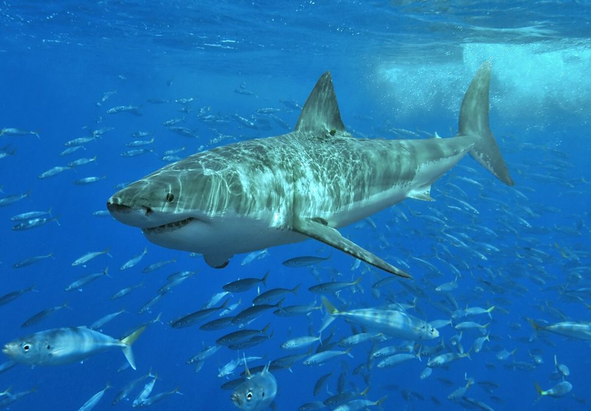 PSA: What You Need To Know About Great White Sharks Off Of Cape Cod.