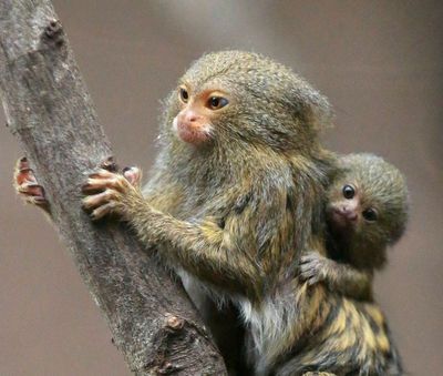 The World's Smallest Monkey