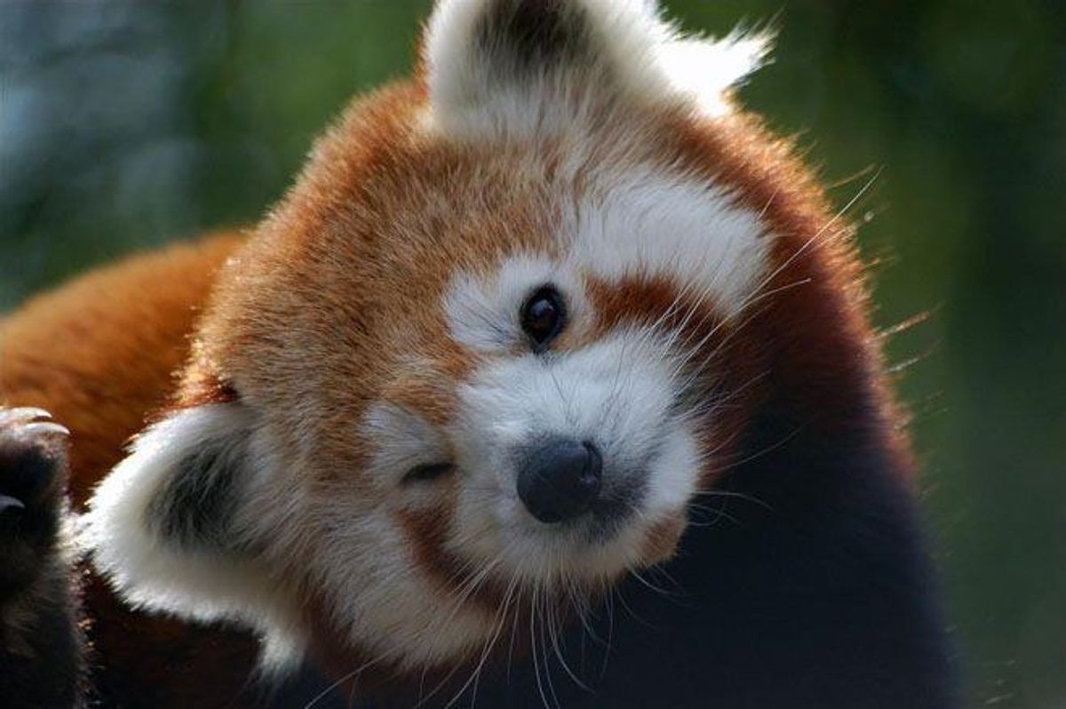 Red Pandas Are Cute, Fluffy, And In Danger