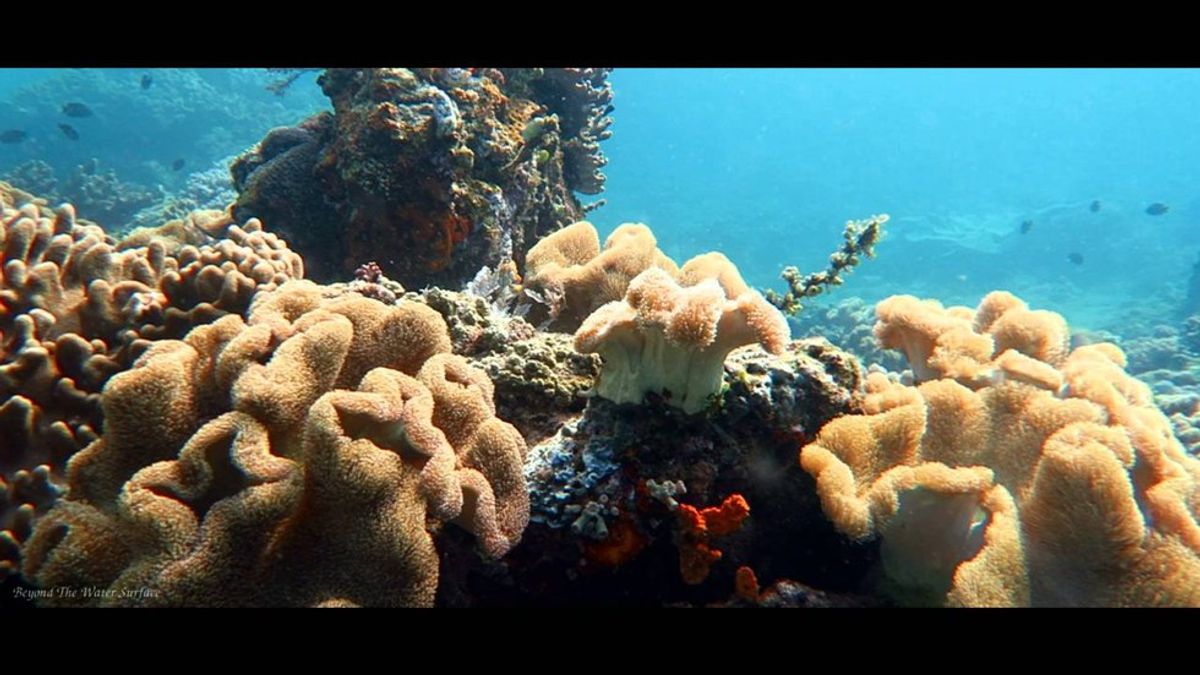 What Is Killing Coral Reefs Around The World?