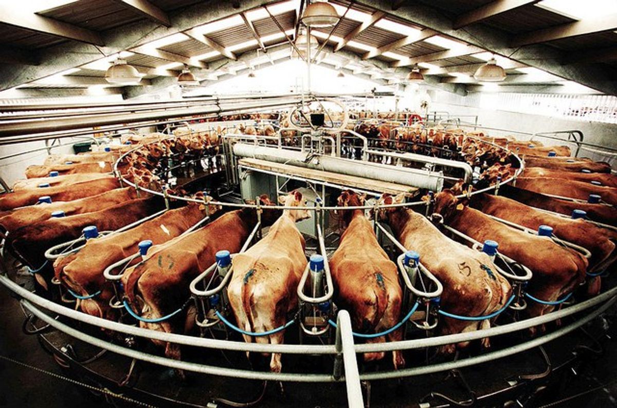 Factory Farming: The Destruction Of Animals, Human Health, And The Environment