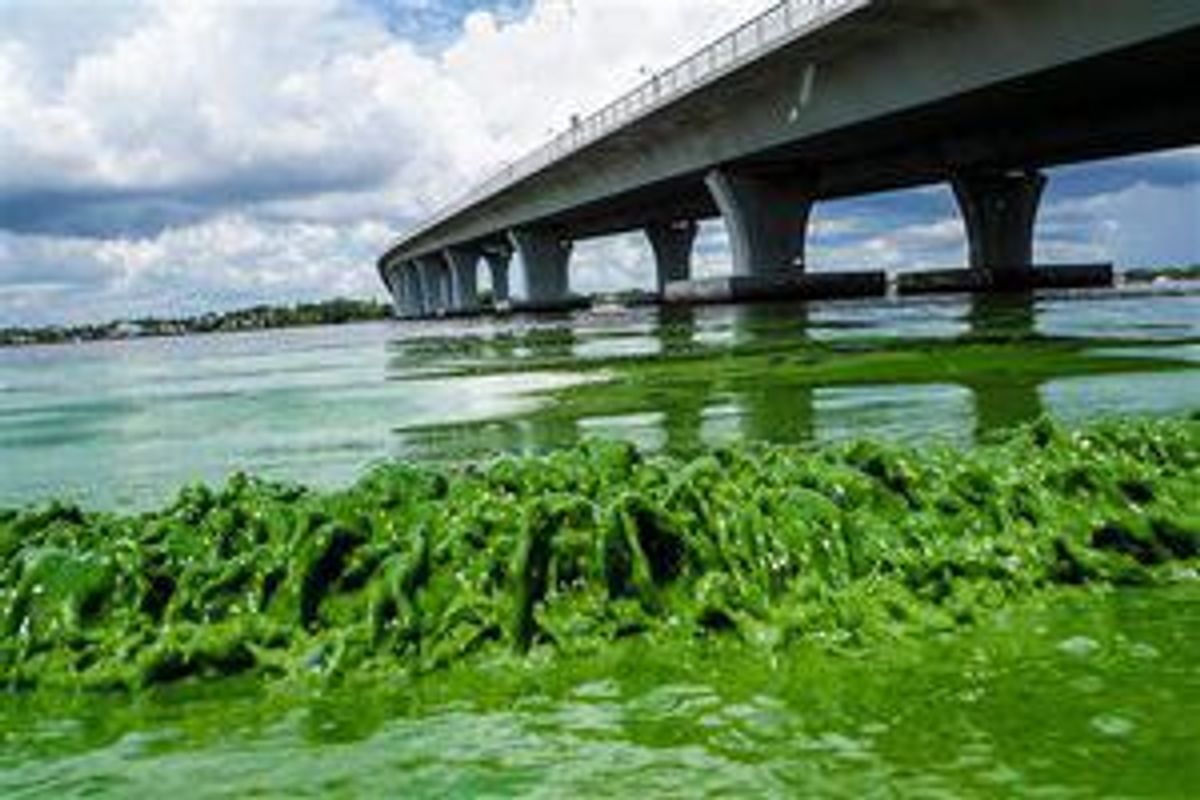 Deadly Algae Bloom Affects Residents And Wildlife In Florida