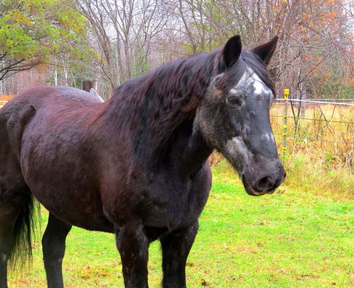 Old Man Was Just An Old Horse