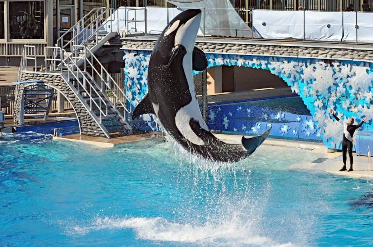 Why Orcas Shouldn't Be Held Captive