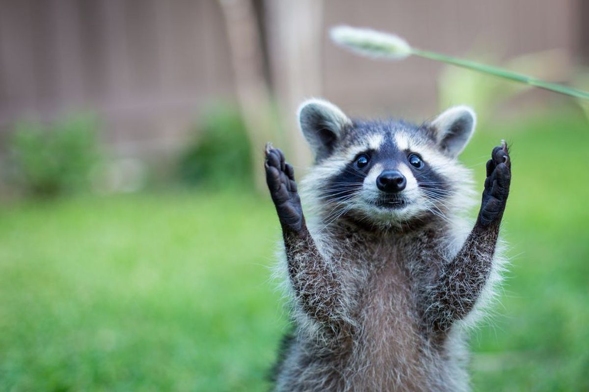 What A Raccoon Taught Me About Society