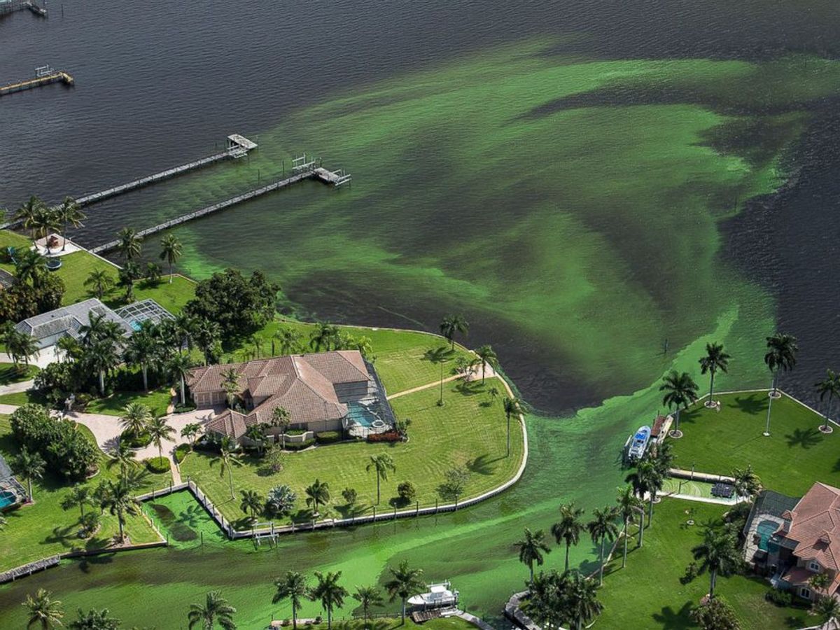 Toxic Algae Bloom Affecting Florida