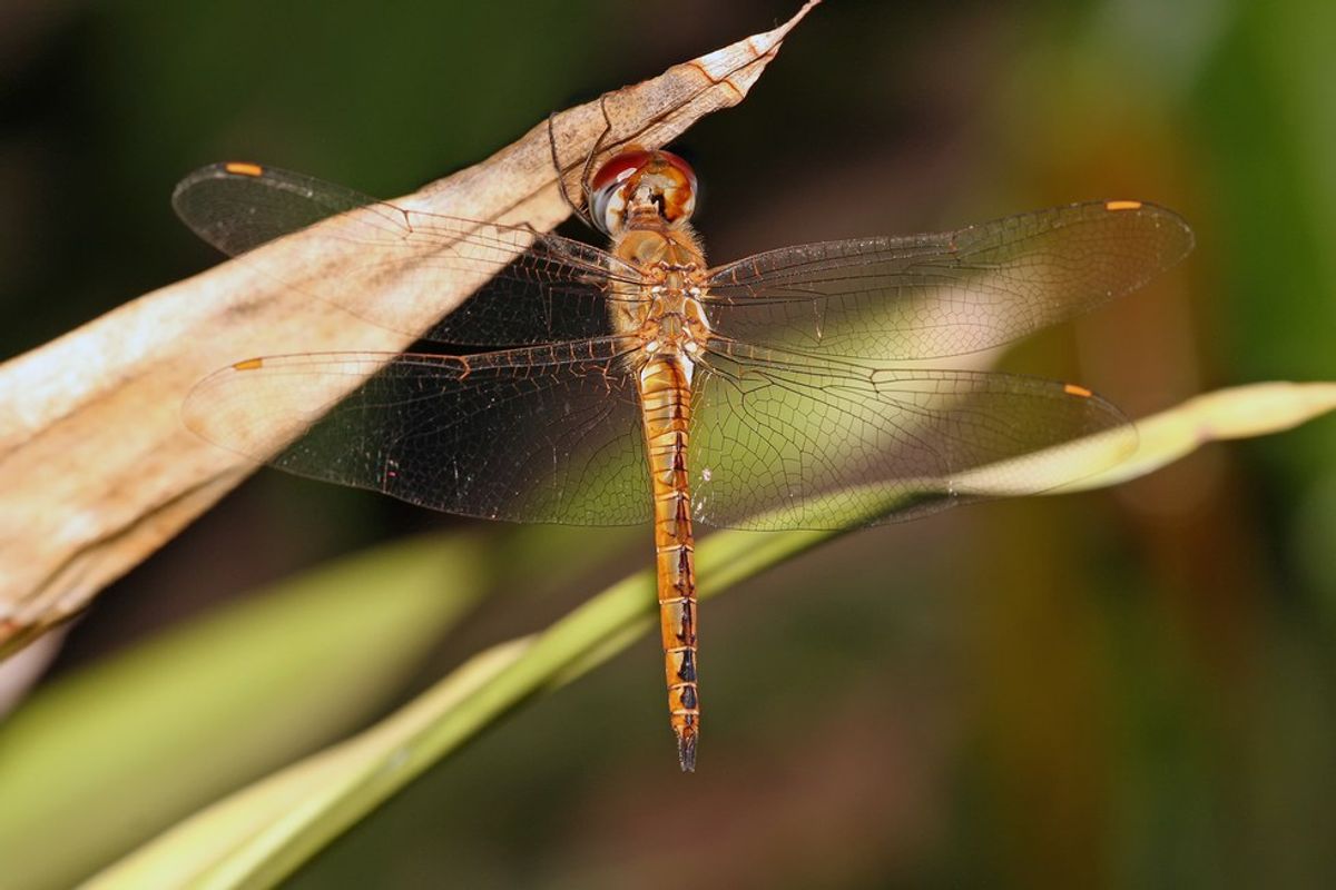 I Learned Life Lessons From A Dragonfly