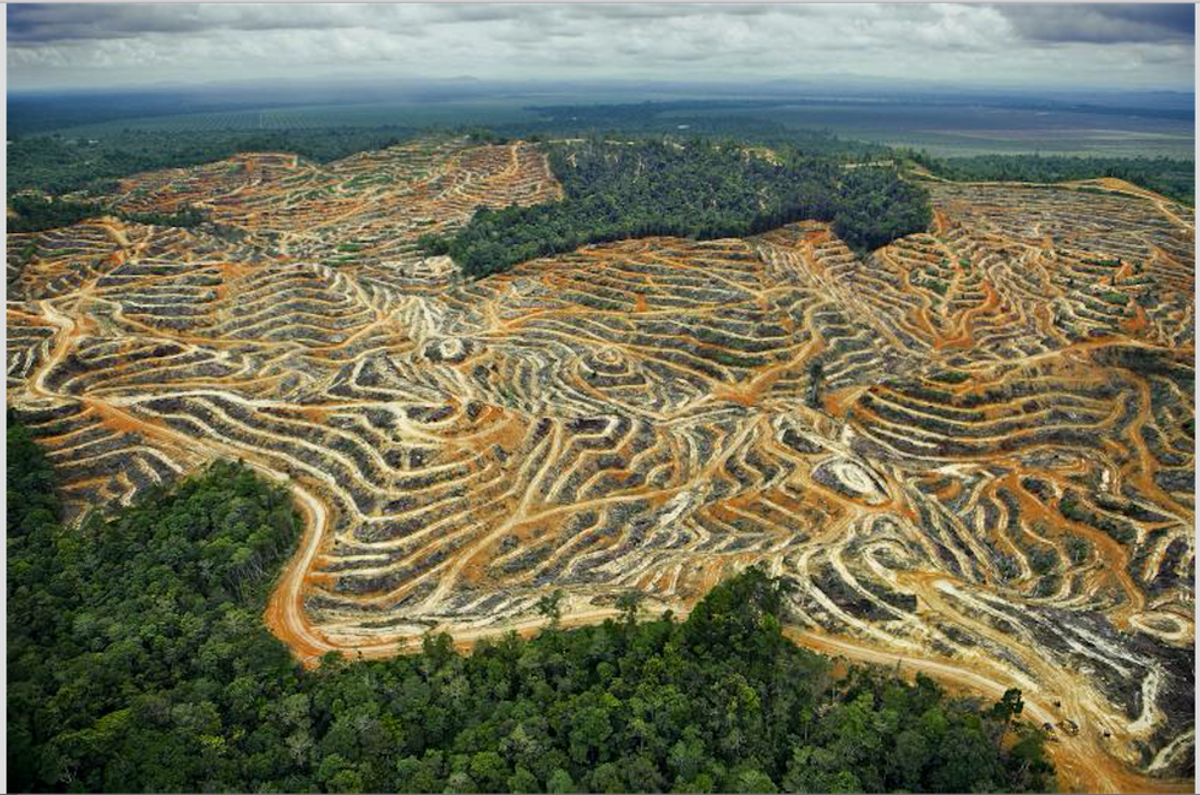 Palm Oil: The Diet Of Deforestation, Habitat Destruction And Extinction