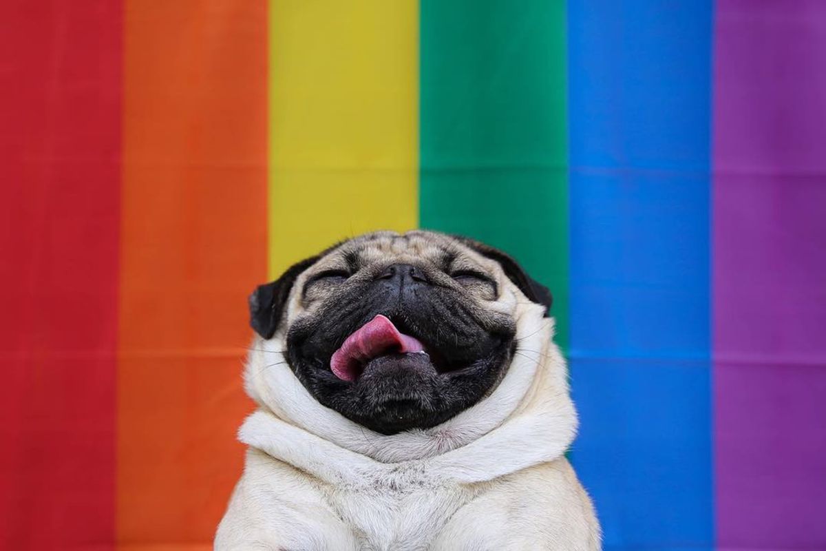 10 Reasons Why We Are #Blessed To Live In A World With Pugs