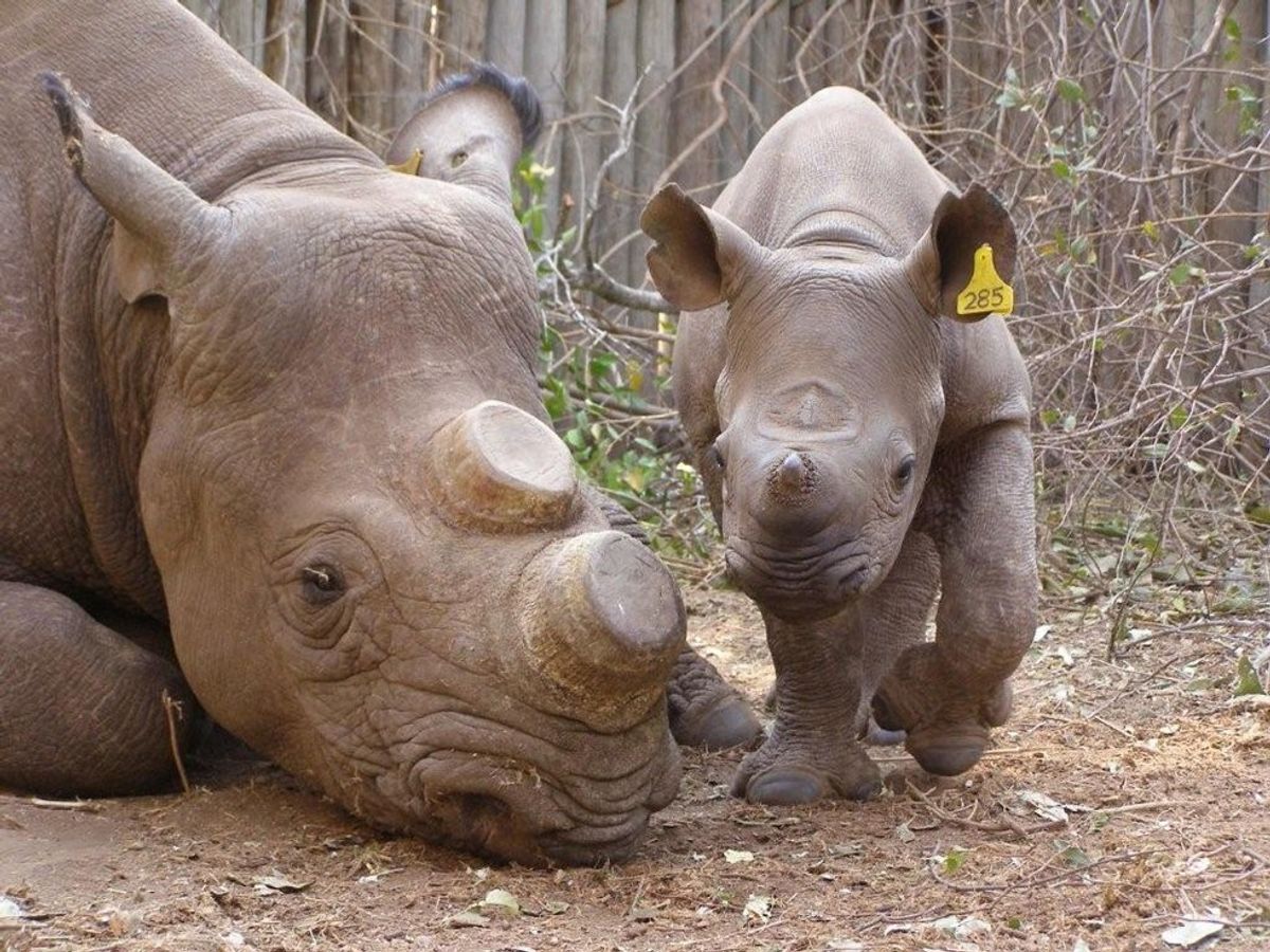 Who's To Blame When It Comes To The Poaching Of Rhinos?