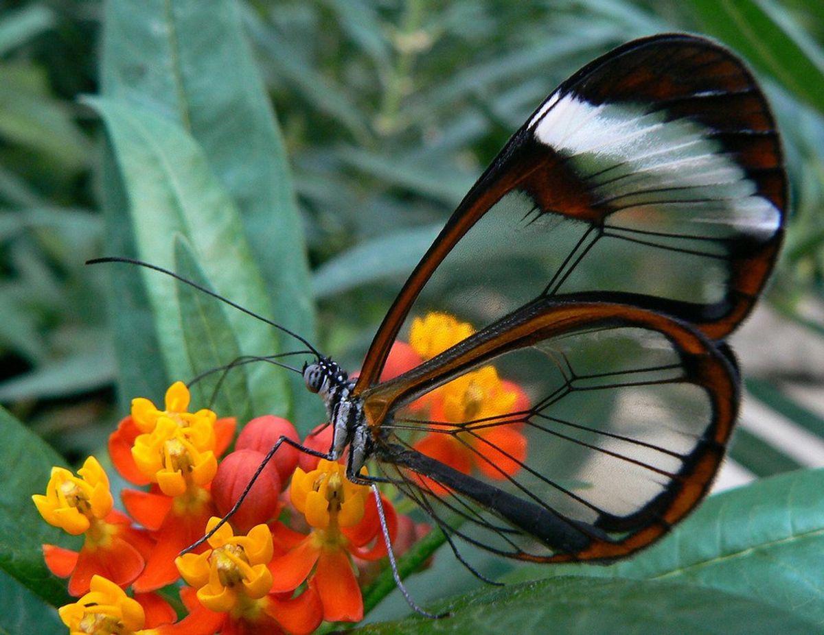 12 Facts You Didn't Know About Butterflies