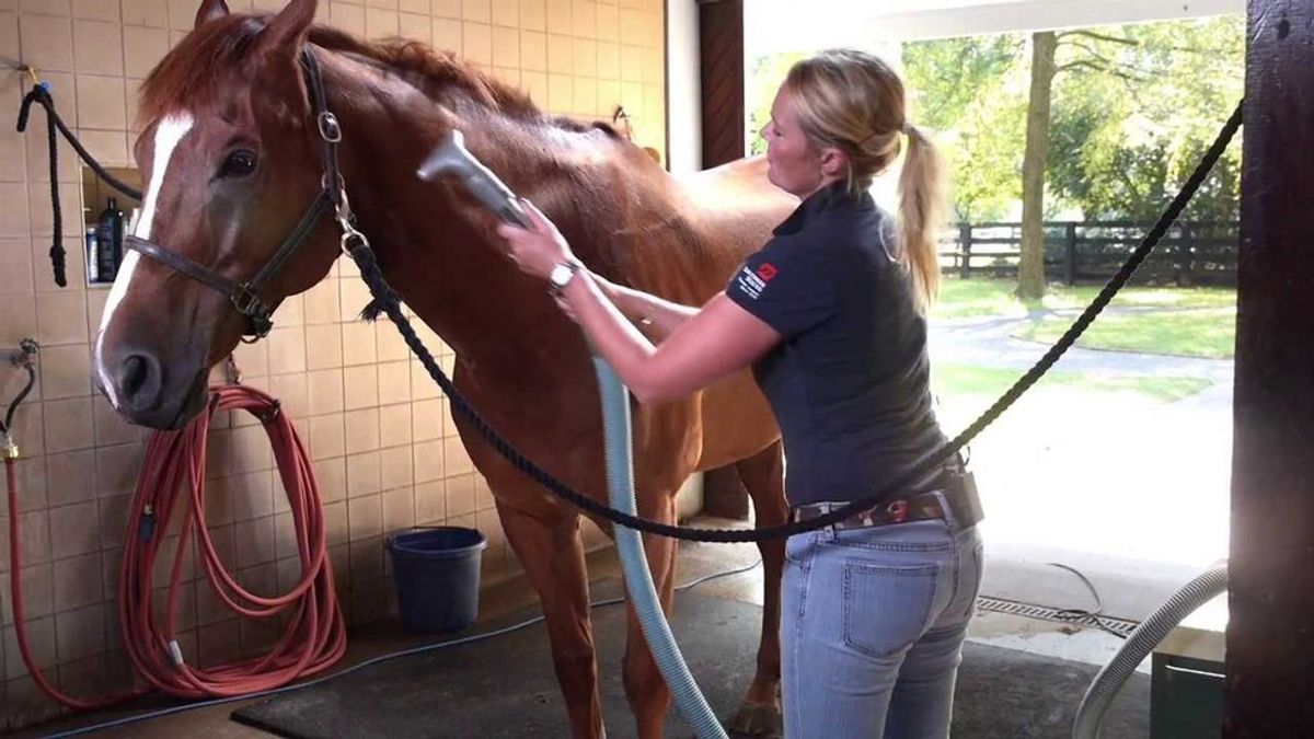 My Life Working At A Horse Barn