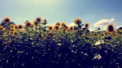 Spring - Sunflower Aesthetic All Over Graphic Tee by By Brije