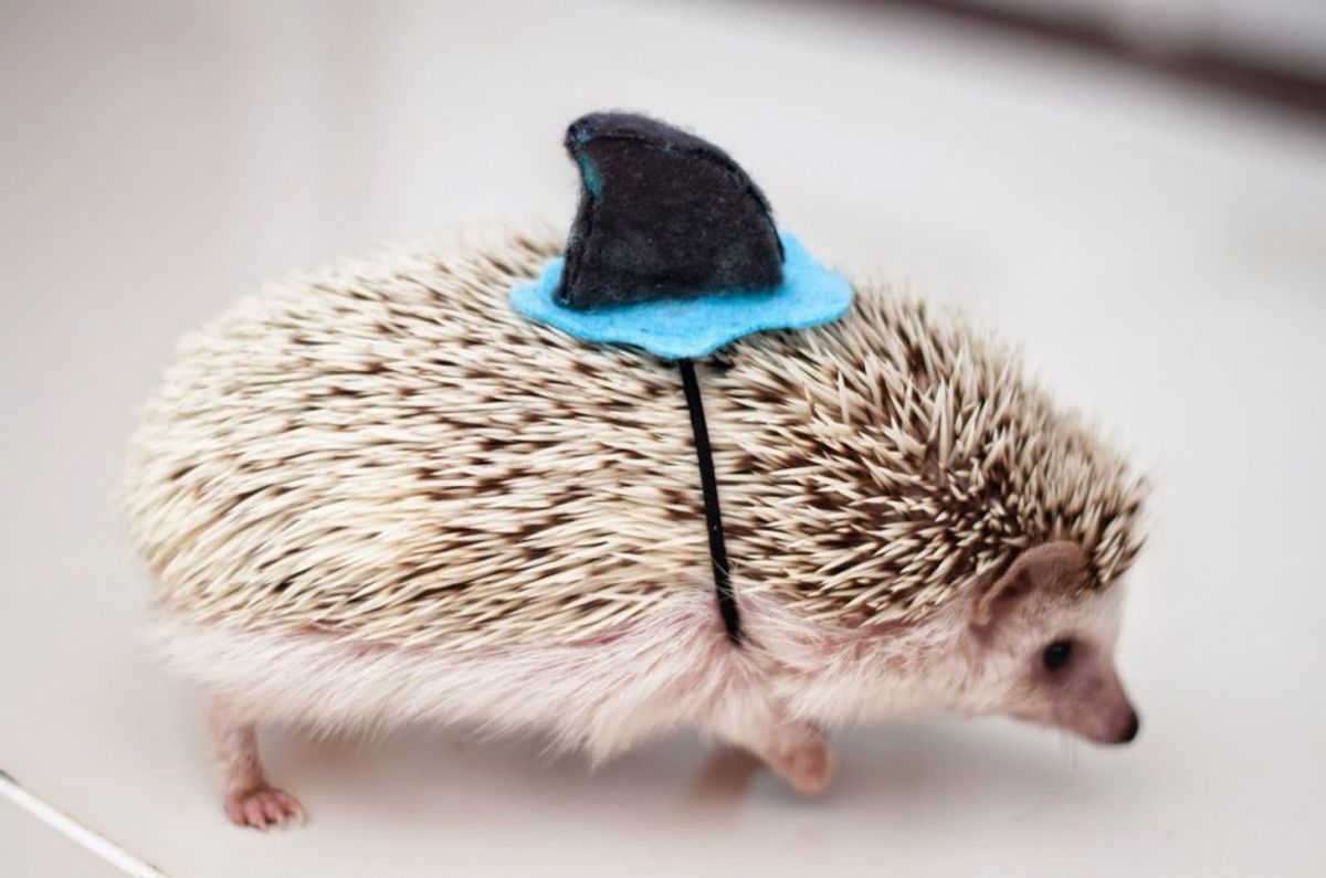 12 Hedgehog Products To Help You Go Whole Hog